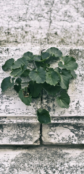 Image green plant on white concrete wall