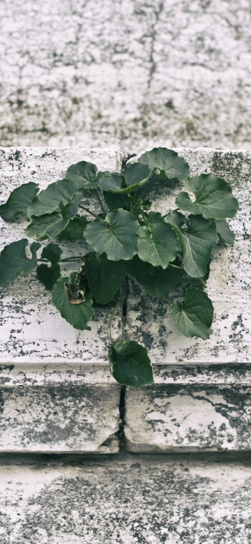 Image green plant on white concrete wall