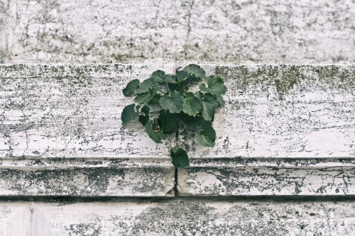 Image green plant on white concrete wall