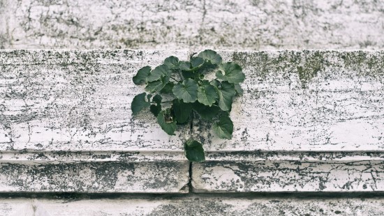 Image green plant on white concrete wall
