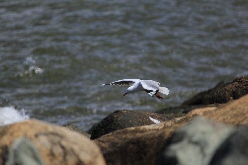 Image white bird flying over the water during daytime