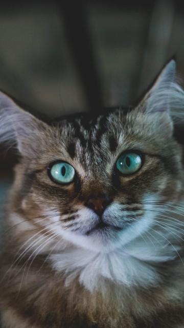 Image brown and white tabby cat
