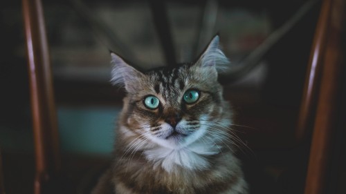 Image brown and white tabby cat