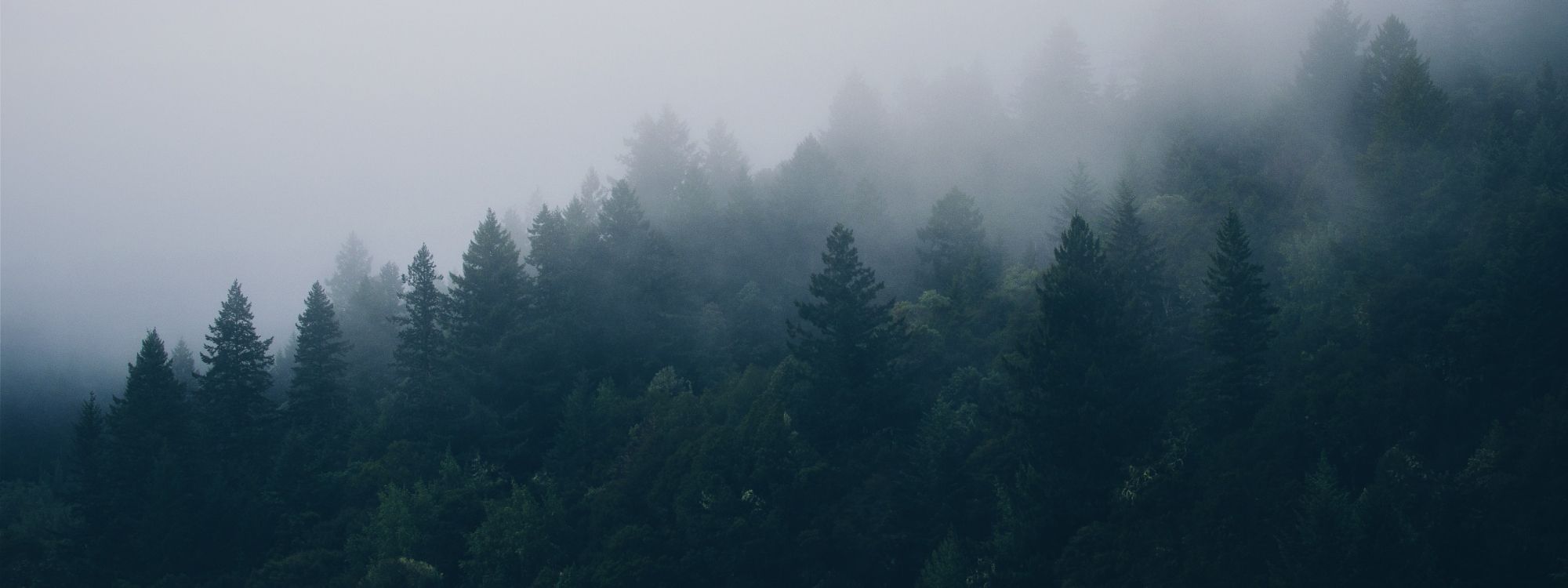 Tagsüber Grüne Bäume Unter Weißem Himmel. Wallpaper in 3200x1200 Resolution