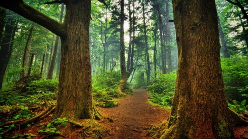 Image brown pathway between green trees during daytime