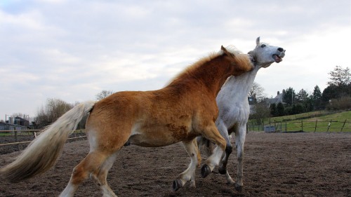 Image brown and white horse on brown field during daytime