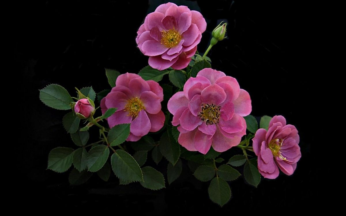 Flores Rosadas Con Hojas Verdes. Wallpaper in 1920x1200 Resolution