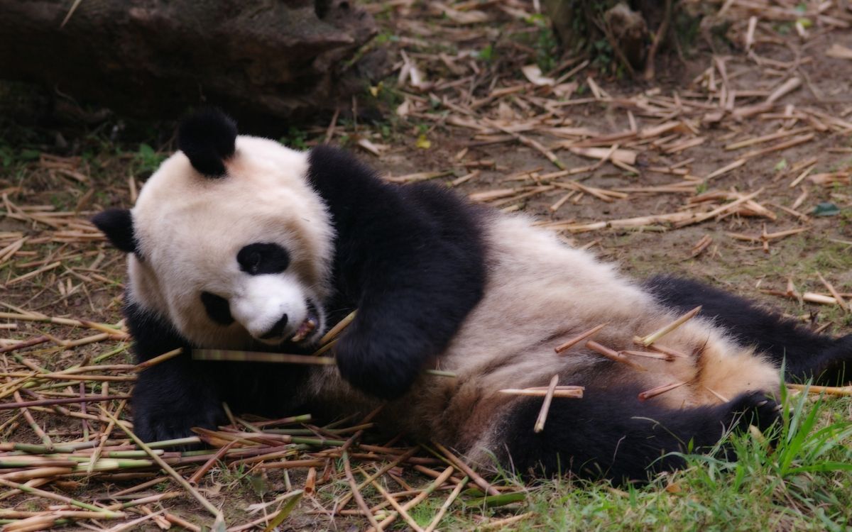 Panda Lying on Brown Grass. Wallpaper in 2560x1600 Resolution