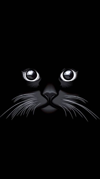Yeux de Chat Noirs, Chat Noir, Chat Persan, Chien, Tapis de Litière. Wallpaper in 1080x1920 Resolution