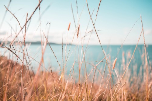 Image water, nature, natural landscape, grass, blue