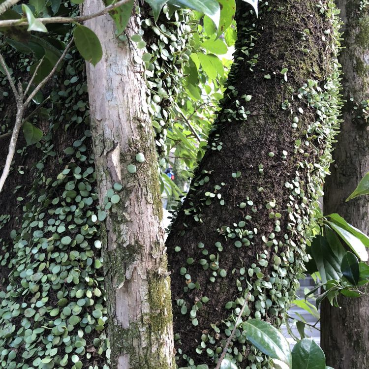 Tallo de la Planta, Ciencia, Biología, Planta Leñosa, Planta Terrestre. Wallpaper in 1772x1772 Resolution