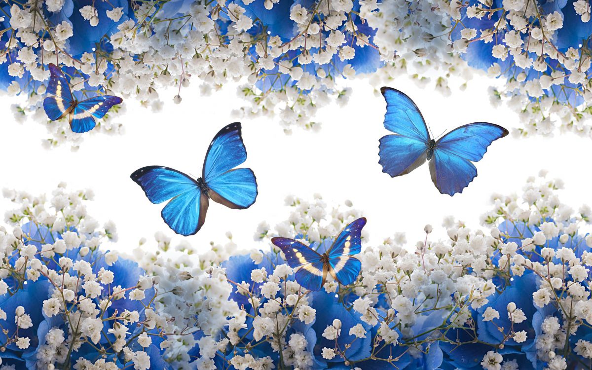 Wallpaper Blue And White Butterfly On Blue Flower Background Wallpaper Blue And White Butterfly On Blue Flower Background
