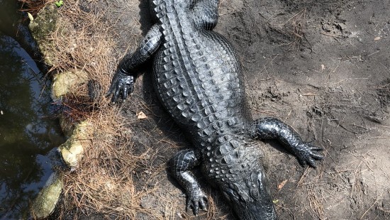 Kostenlose Hintergrundbilder Emydidae Teichschildkroten Gewohnliche Schnappschildkrote Wasser Schildkrote Bilder Fur Ihren Desktop Und Fotos
