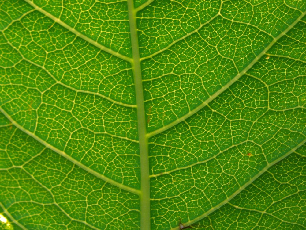 Grünes Blatt Mit Wassertropfen. Wallpaper in 2560x1920 Resolution