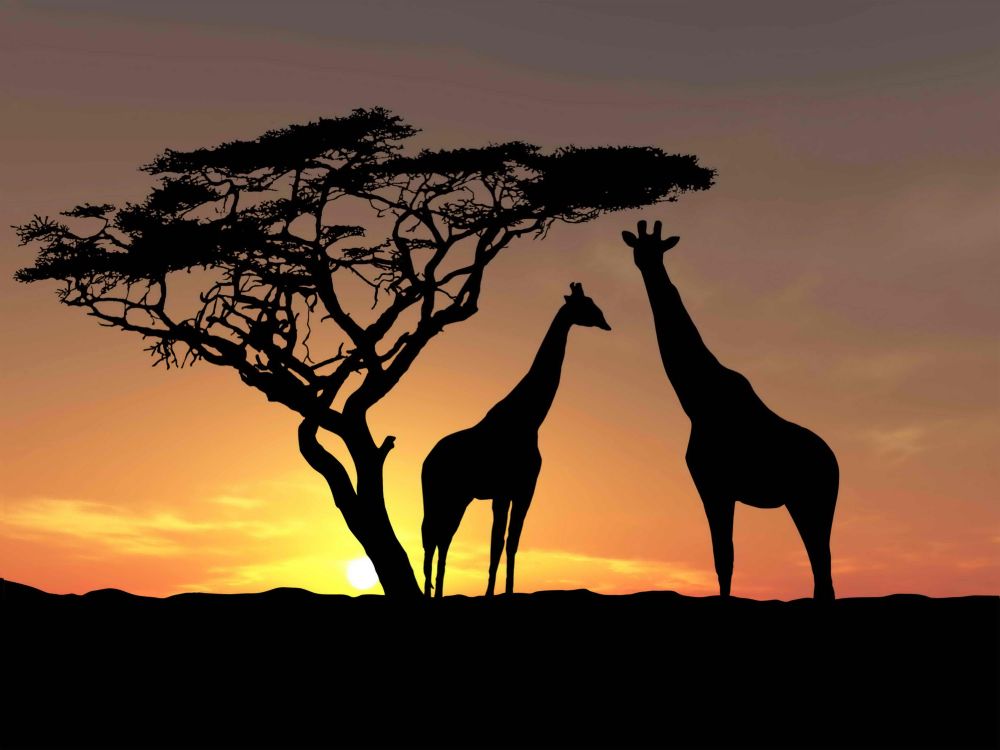Silhouette Der Giraffe, Die Während Des Sonnenuntergangs Auf Braunem Sand Steht. Wallpaper in 5000x3750 Resolution