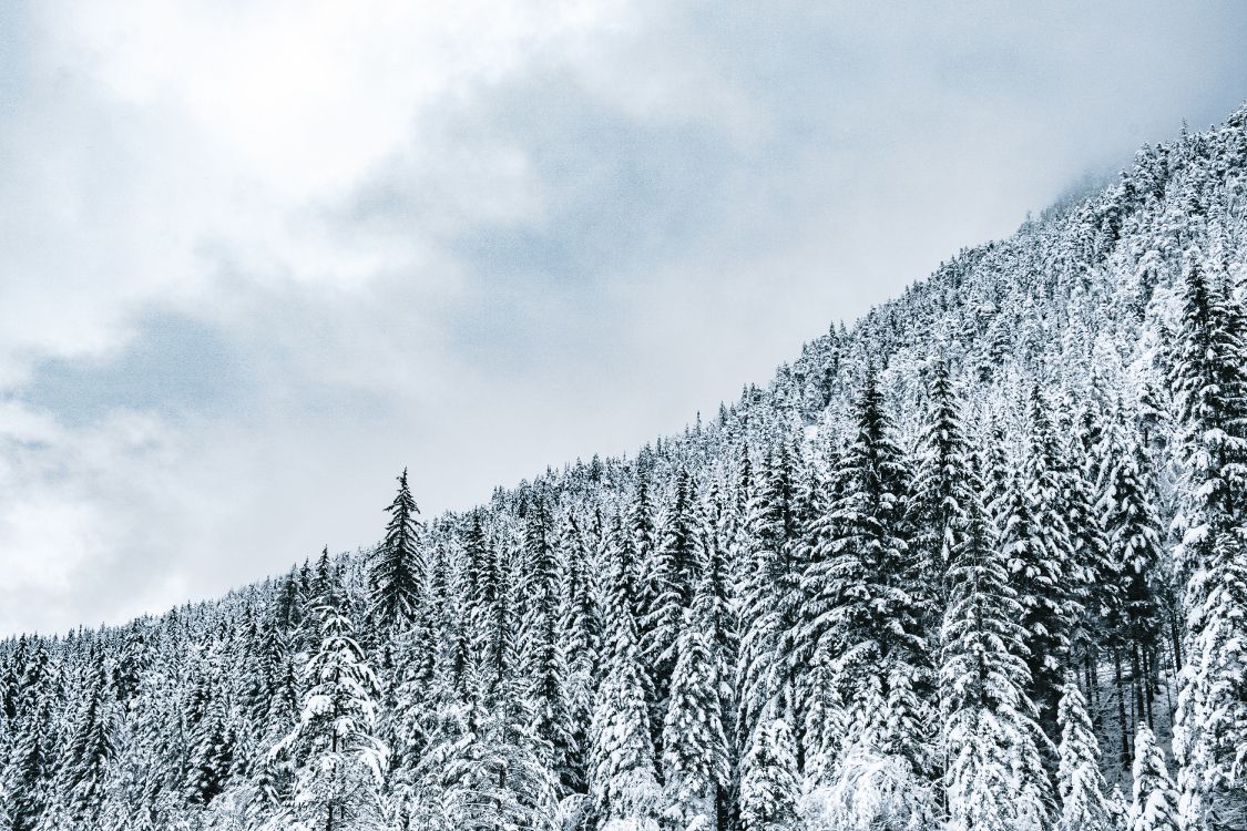 Biome, Forêt, Hiver, Neige, Saison. Wallpaper in 6000x4000 Resolution