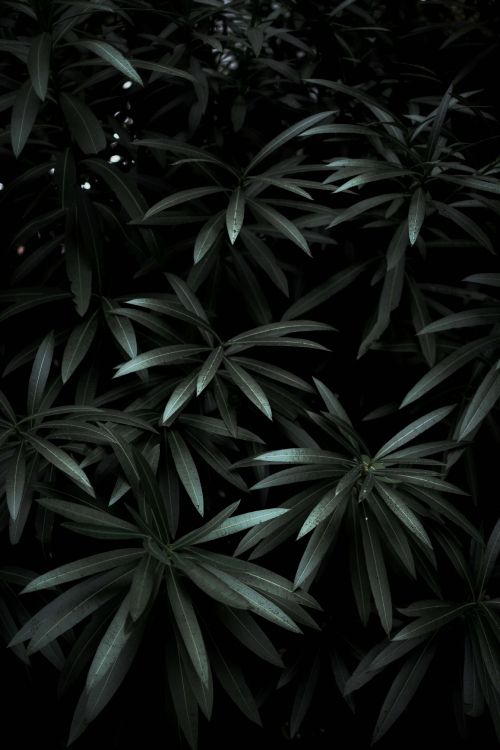 Feuille, Noir, Plante Terrestre, Monochrome, Obscurité. Wallpaper in 3344x5016 Resolution