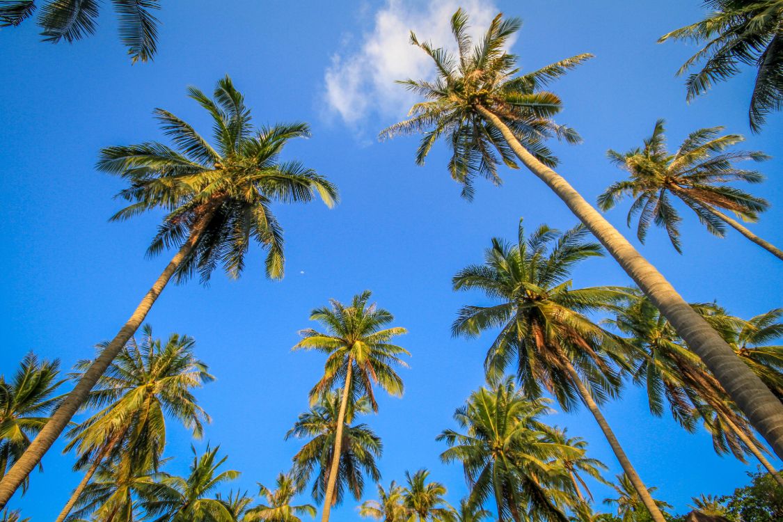 Green Palm Tree Under Blue Sky During Daytime. Wallpaper in 4460x2973 Resolution