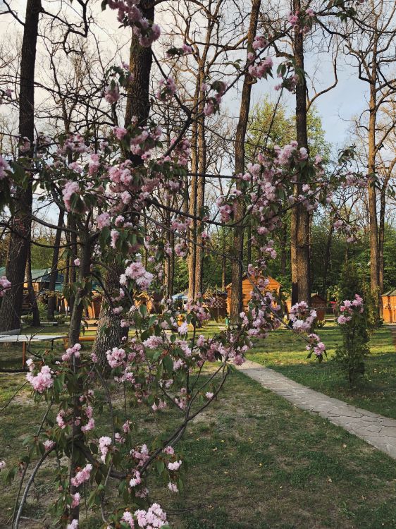 弹簧, 显花植物, 科学, 物理学, 灌木 壁纸 3024x4032 允许