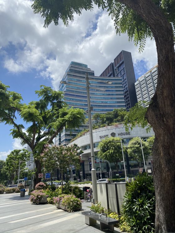 condominium, tree, building, woody plant, tower block