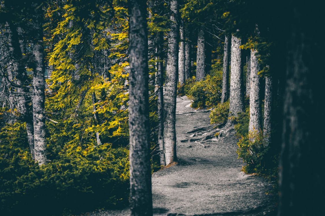 Nature, Environnement Naturel, Forêt, Feuille, Green. Wallpaper in 5418x3612 Resolution