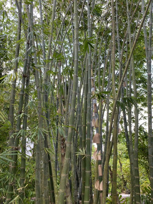 Image bamboo, biome, plant stem, old growth forest, vegetation