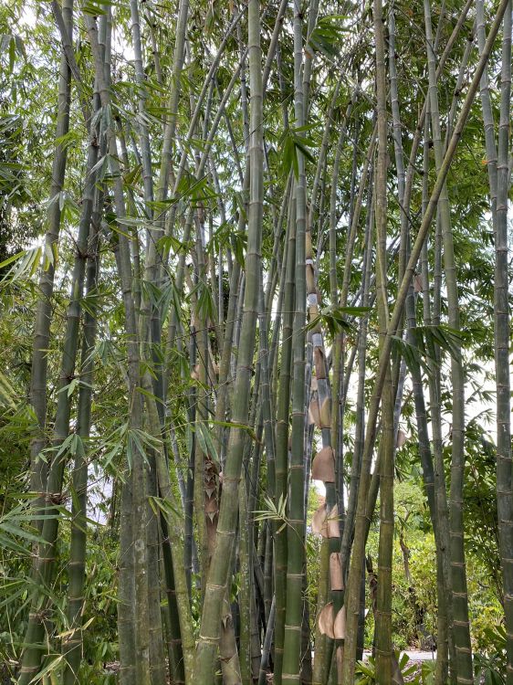 bamboo, biome, plant stem, old growth forest, vegetation