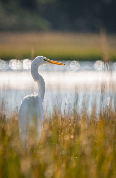 Oiseau Blanc à Long Bec Sur L'eau Pendant la Journée. Wallpaper in 2048x3141 Resolution