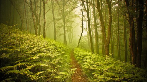 Image green plants and trees during daytime