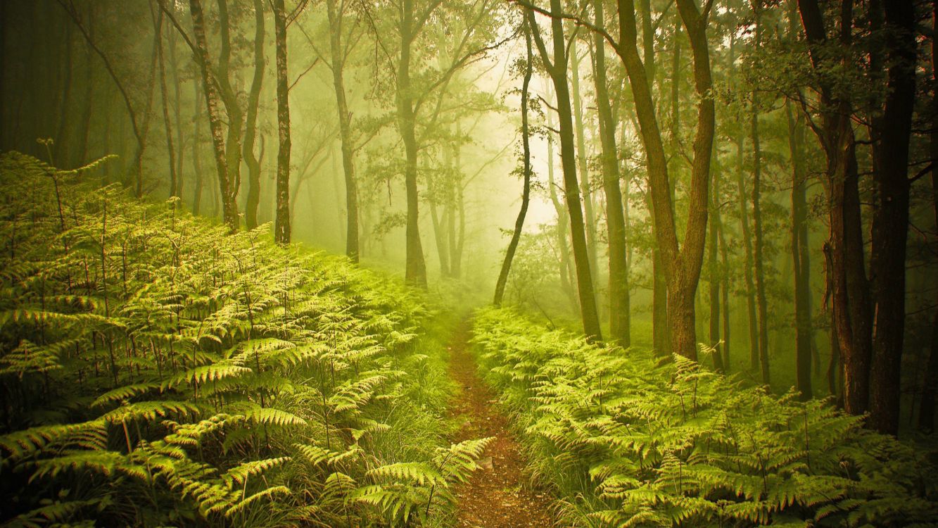 green plants and trees during daytime