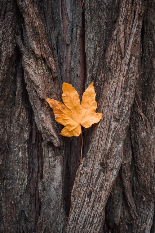 Image maple leaf, shellbark hickory, Pakistan, Horoscope, Black maple