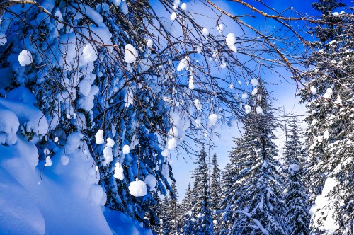 Image snow covered tree during daytime