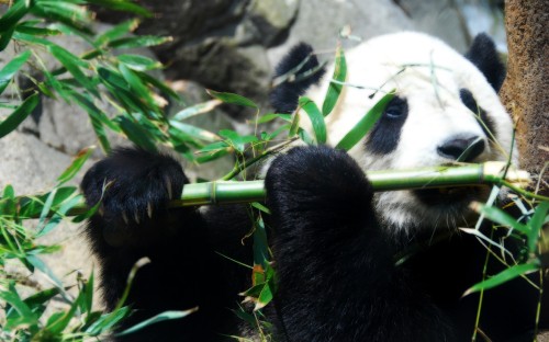 Image panda bear on green grass during daytime