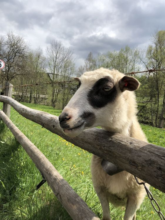 羊, 山羊, 自然环境, 木, 陆地动物 壁纸 1536x2048 允许