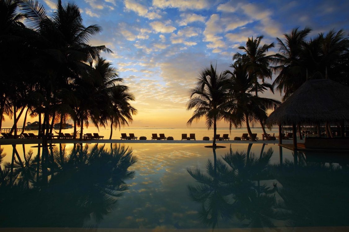 Palm Trees Near Body of Water During Daytime. Wallpaper in 5760x3840 Resolution