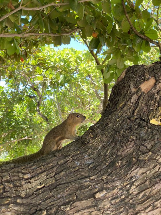 squirrels, ecosystem, rodent, branch, Adaptation