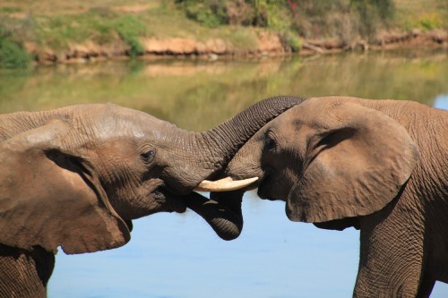 Image elephant drinking water during daytime