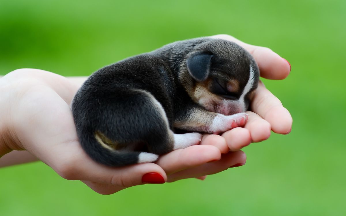 black and white short coated puppy on persons hand