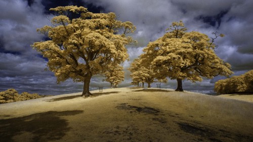 Image green trees on brown field under white clouds and blue sky during daytime