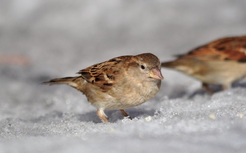 Image brown bird on white snow