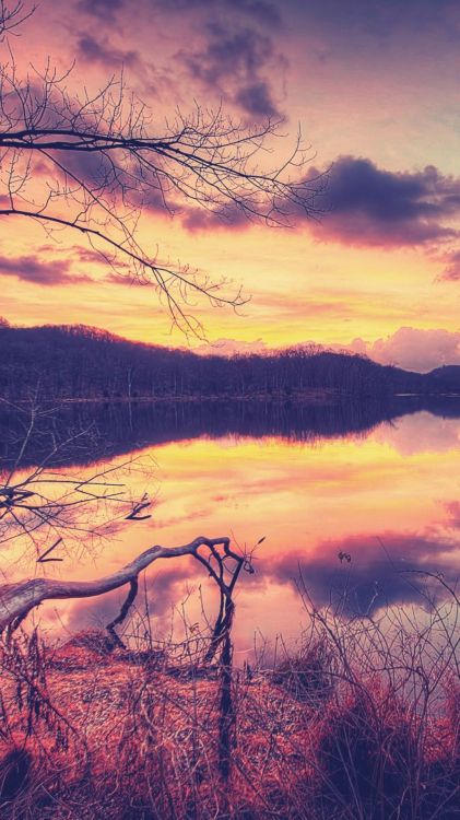 Nature, Natural Landscape, Branch, Reflection, Tree. Wallpaper in 1080x1920 Resolution