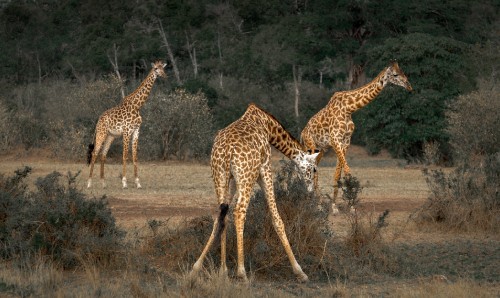 Image brown and black giraffe on brown grass field during daytime