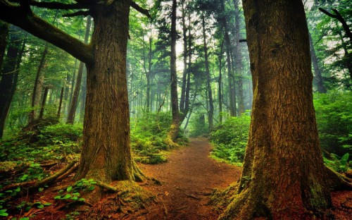 Image brown pathway between green trees during daytime