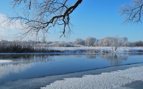 Image leafless tree on snow covered ground near lake during daytime