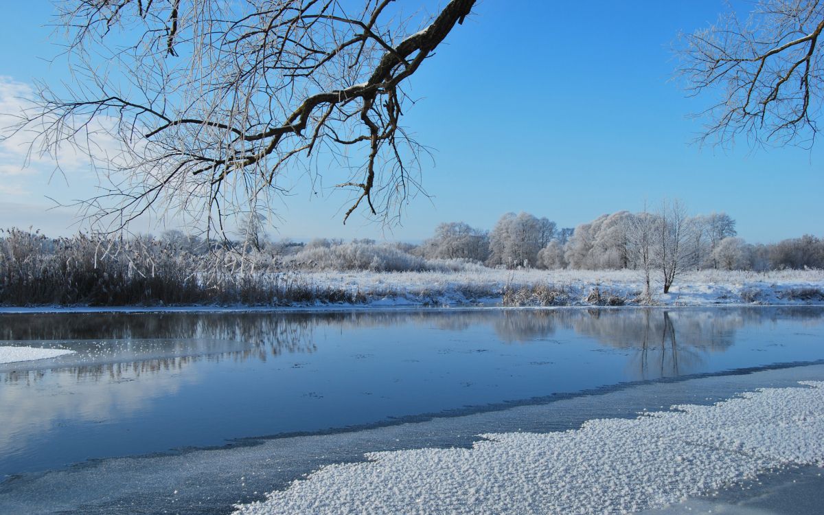 leafless tree on snow covered ground near lake during daytime