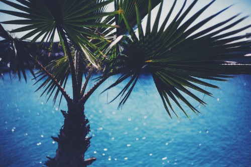 Image green palm tree near body of water during daytime