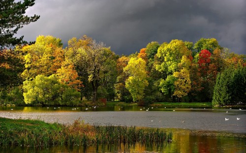 Image green trees beside river during daytime