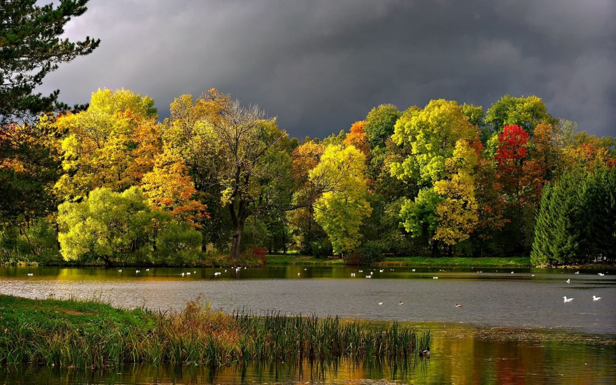 green trees beside river during daytime