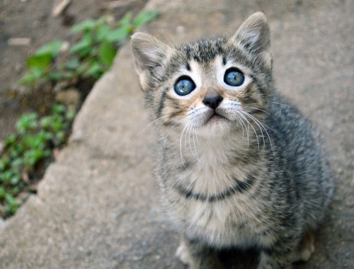 Image silver tabby kitten on gray concrete floor