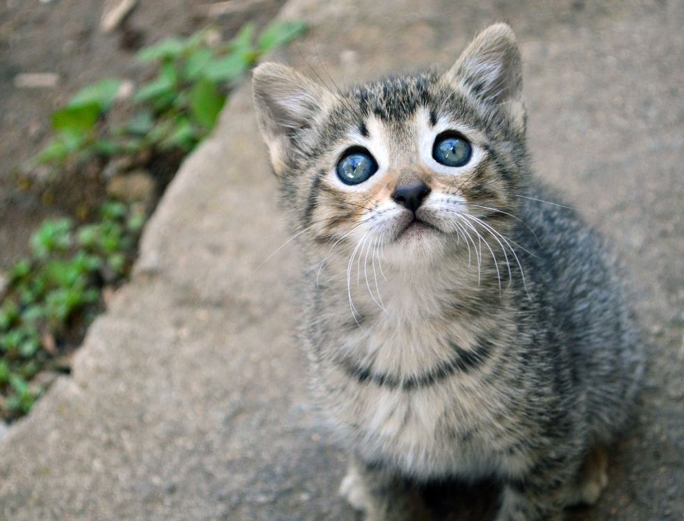 silver tabby kitten on gray concrete floor